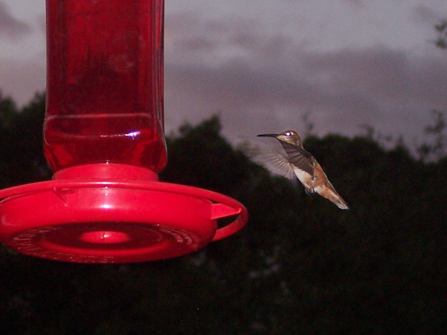 Hummingbirds from backyards and beyond